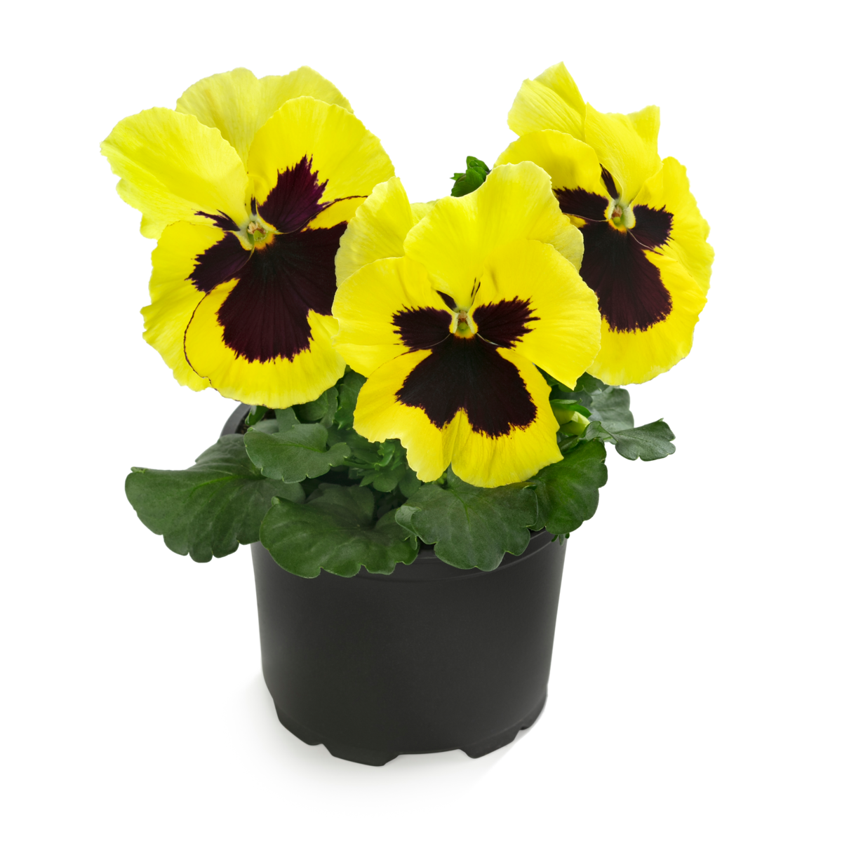 Future & Inspire Plus® Lemon Blotch