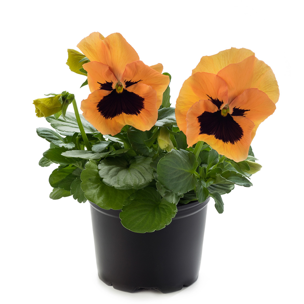 Future & Inspire Plus® Orange With Blotch