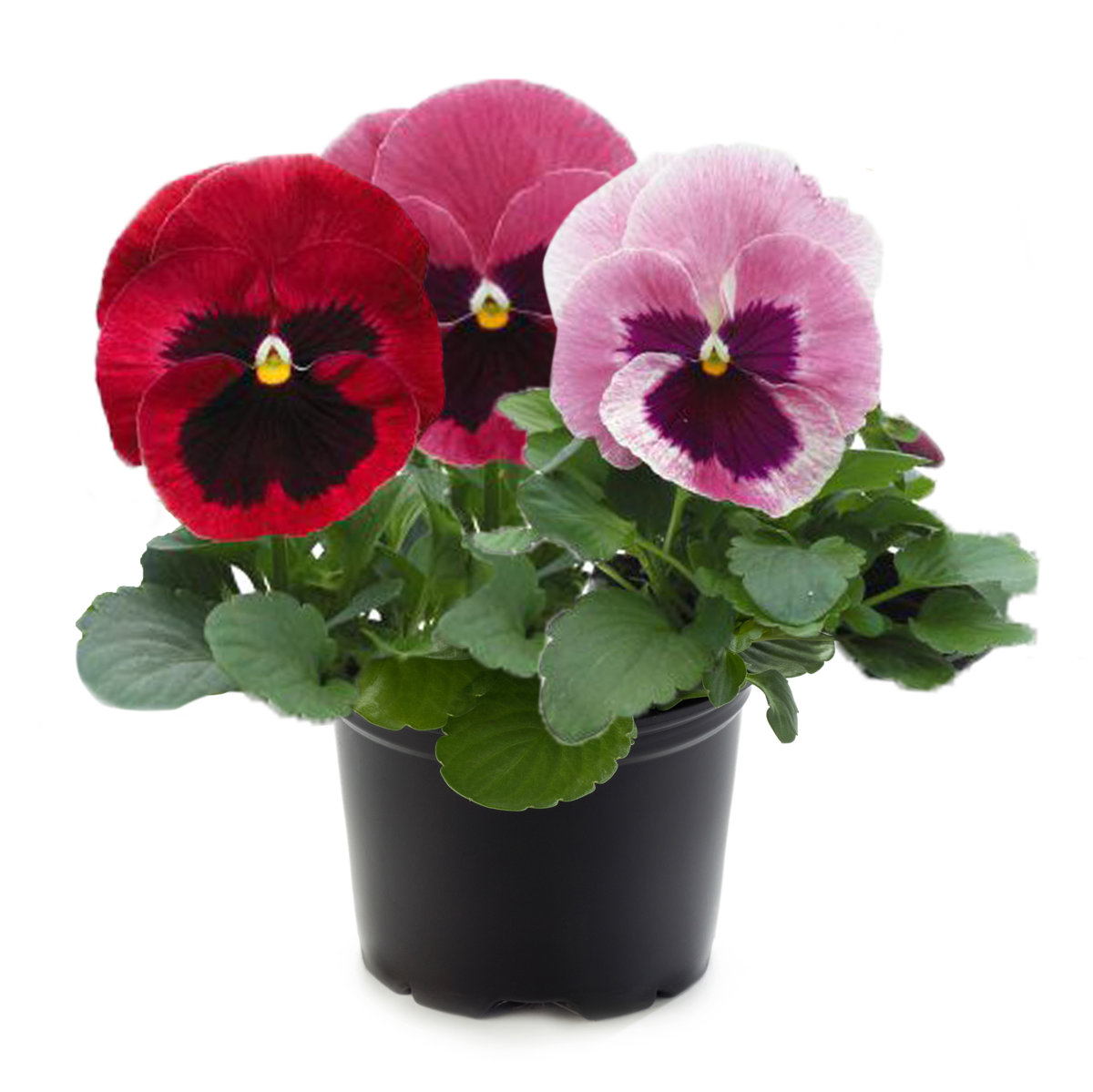 Future & Inspire Plus® Pink Blotch Shades