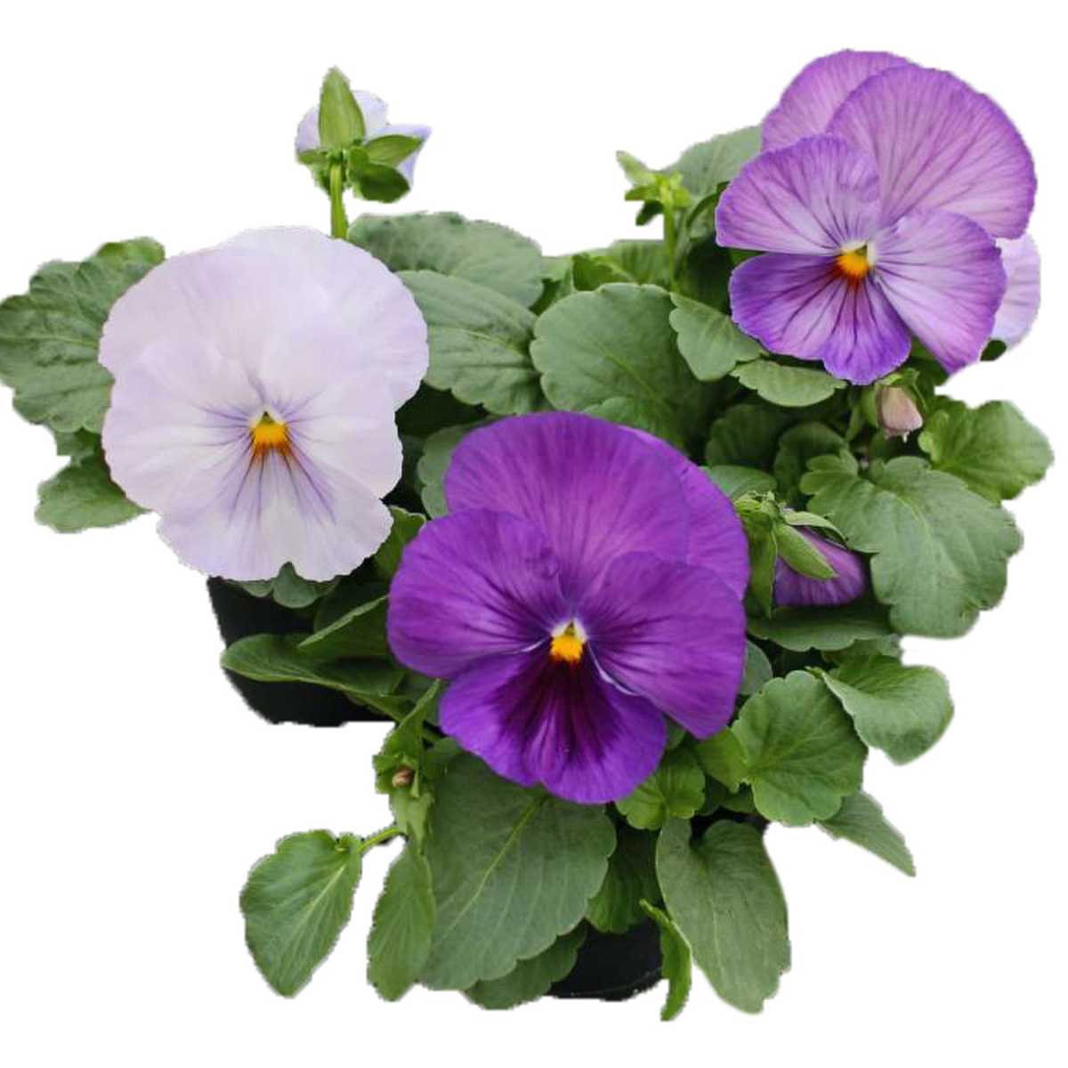 Future & Inspire Plus® Premier Lavender Shades Impr.Sm5-S-599