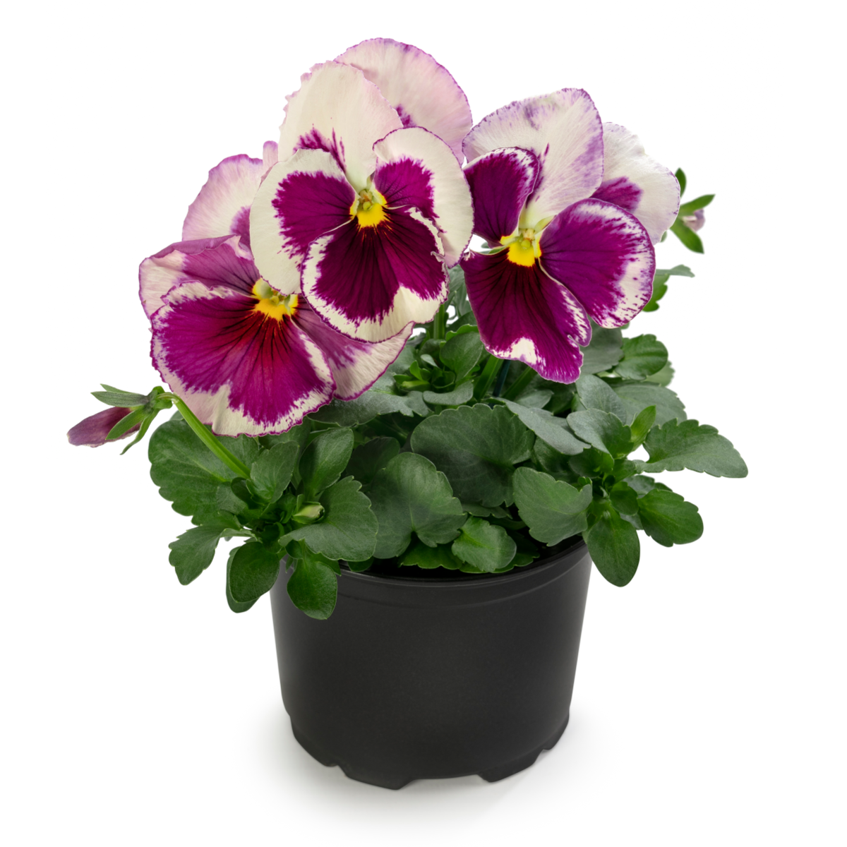 Future & Inspire Plus® Premier White With Rose Blotch