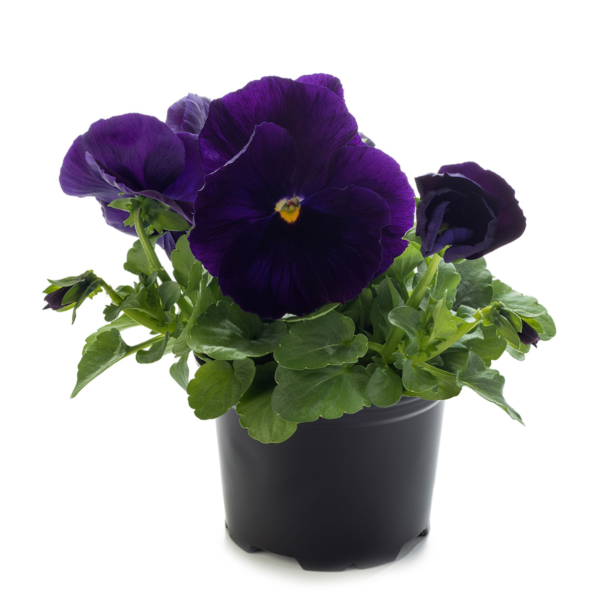 Future & Inspire Plus® Purple