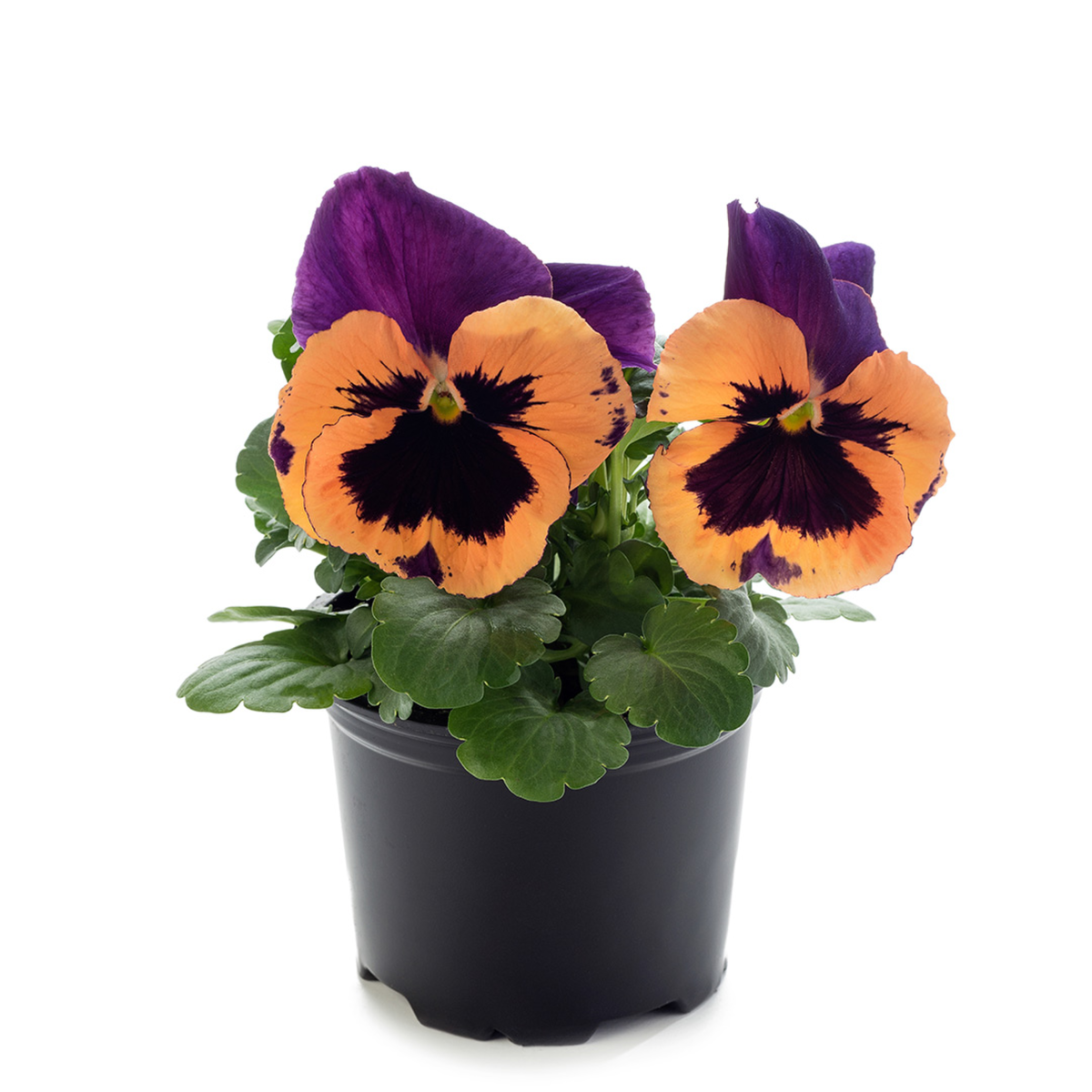 Future & Inspire Plus® Purple & Orange
