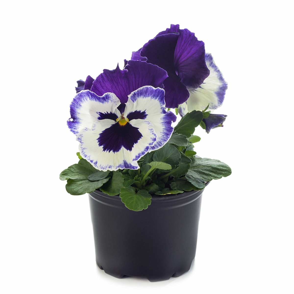 Future & Inspire Plus® Purple & White