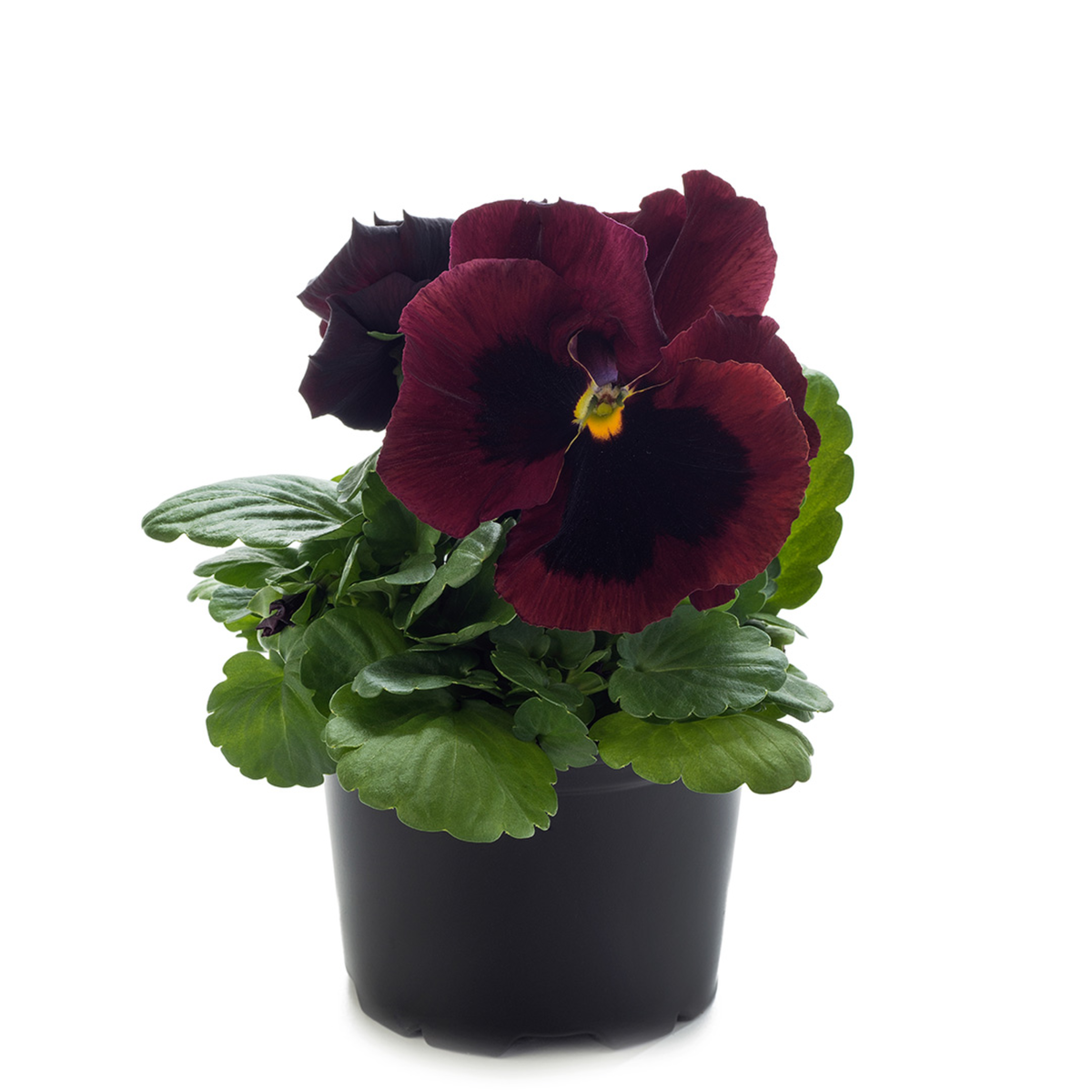Future & Inspire Plus® Red Blotch
