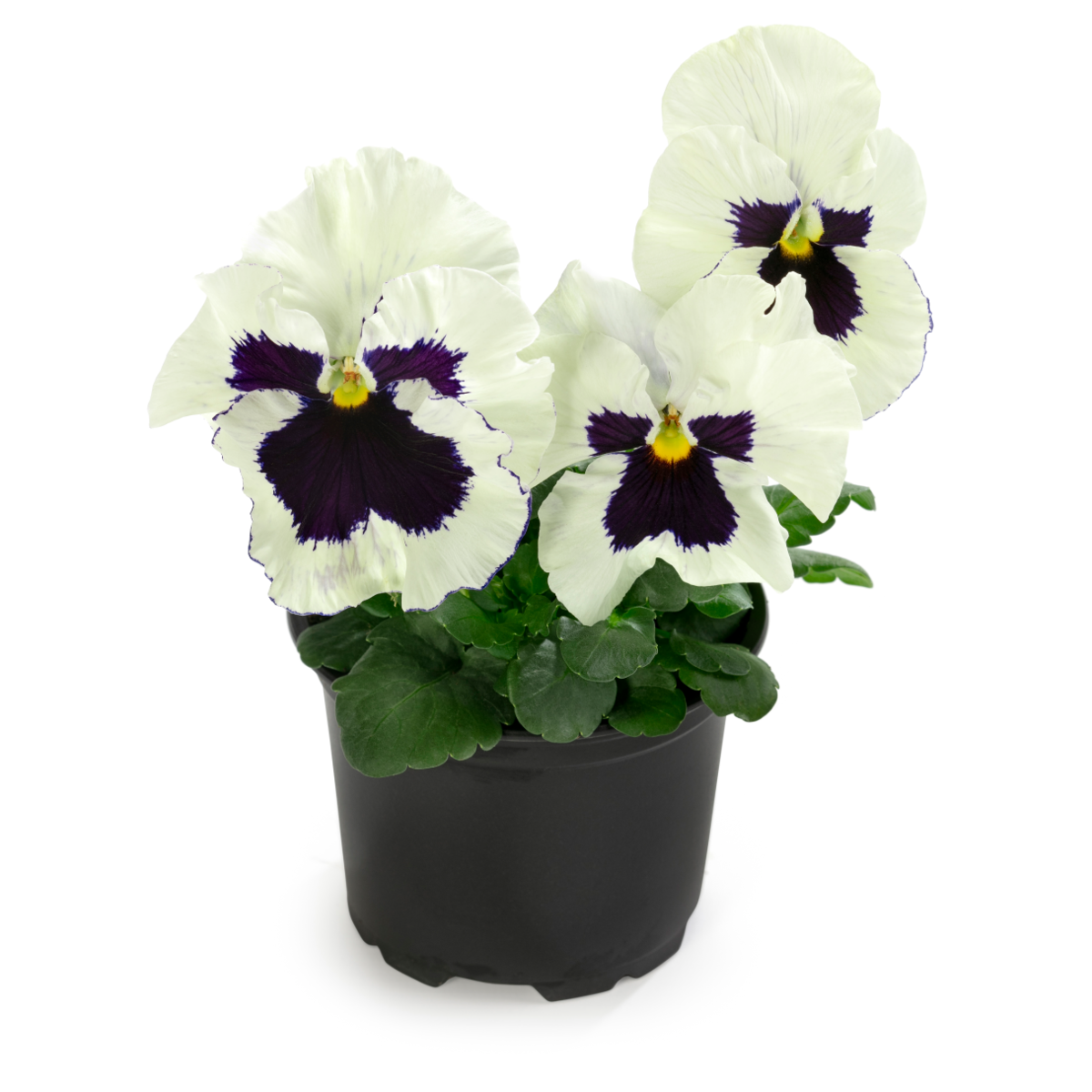 Future & Inspire Plus® White Blotch