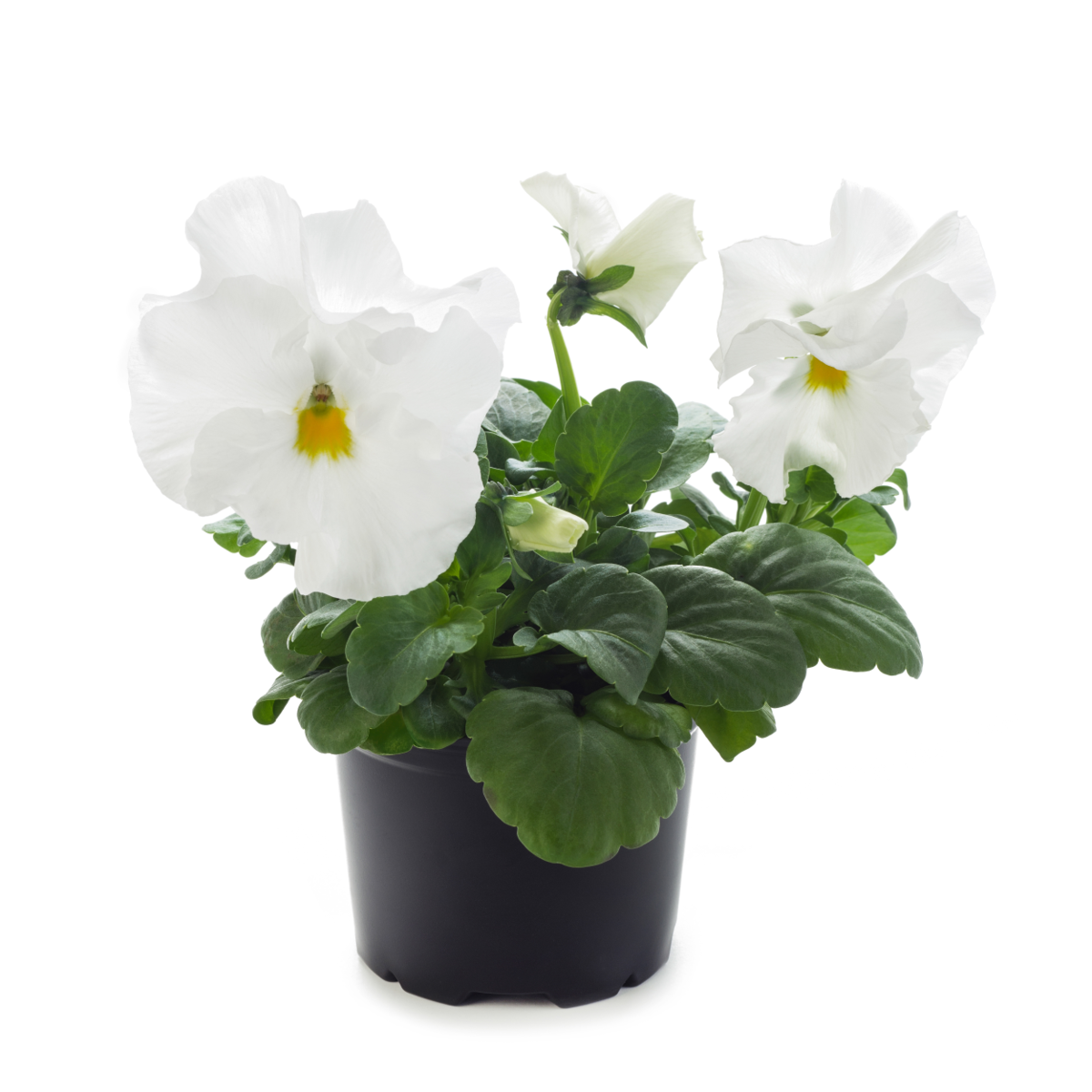 Future & Inspire Plus® White Imp.