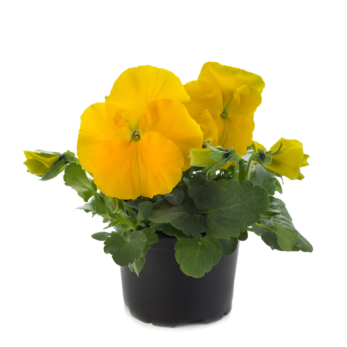 Future & Inspire Plus® Yellow