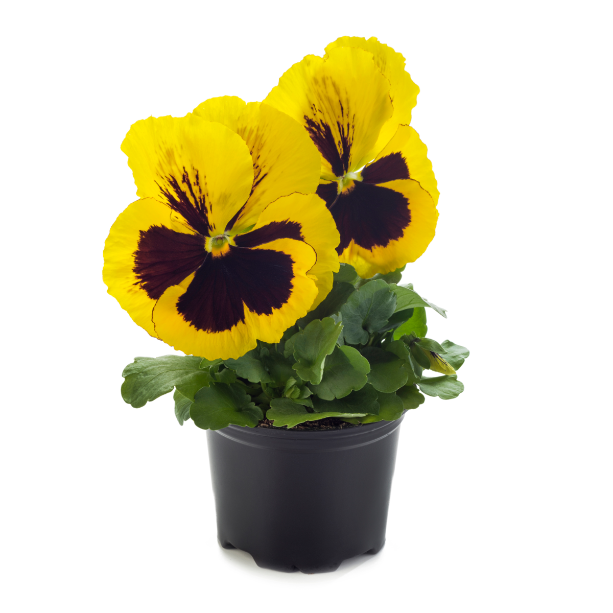 Future & Inspire Plus® Yellow Blotch