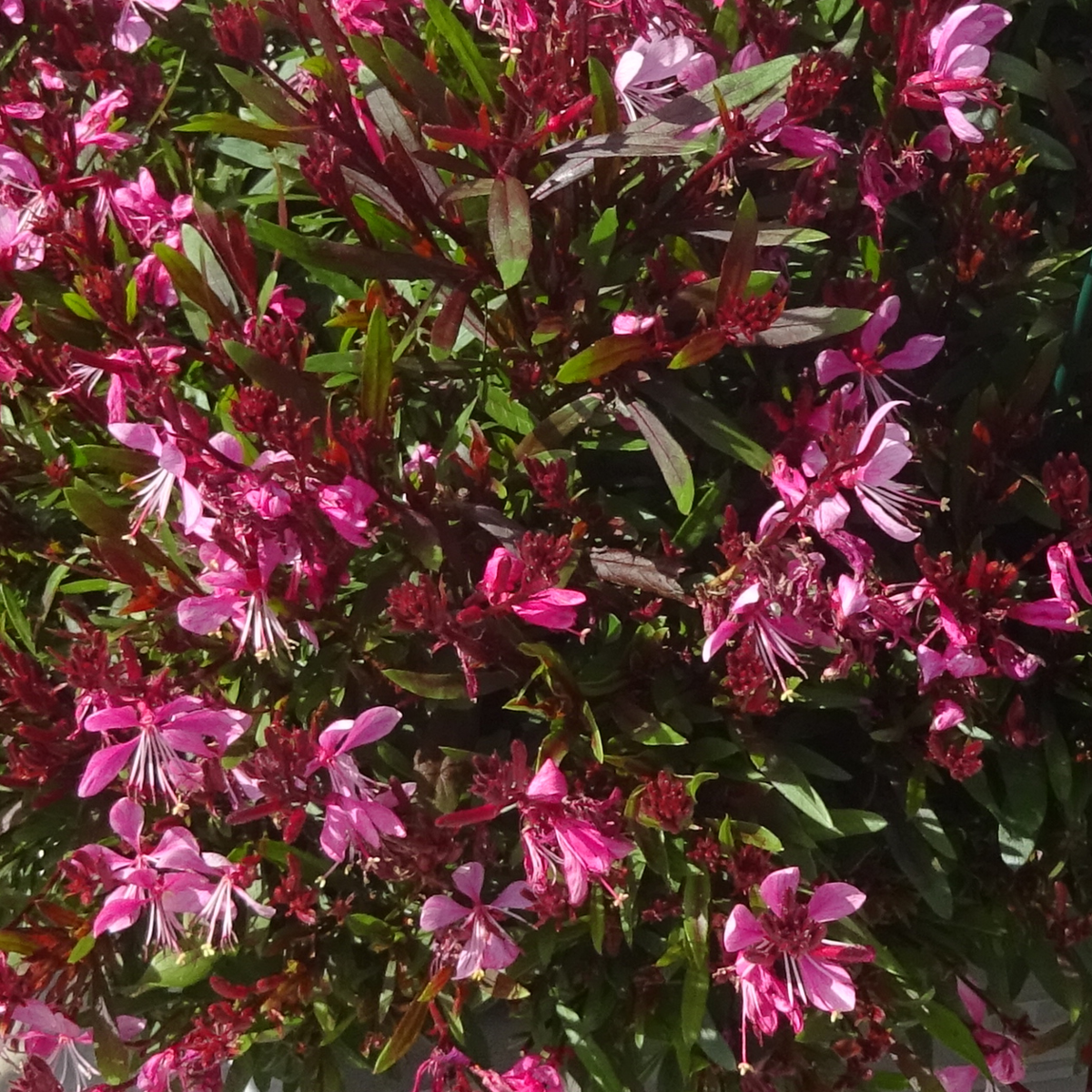 Gaura lindheimeri Compact Rose