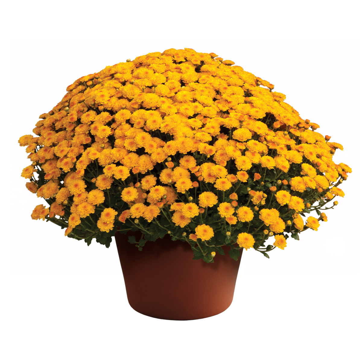 Gigi™ Golden Yellow