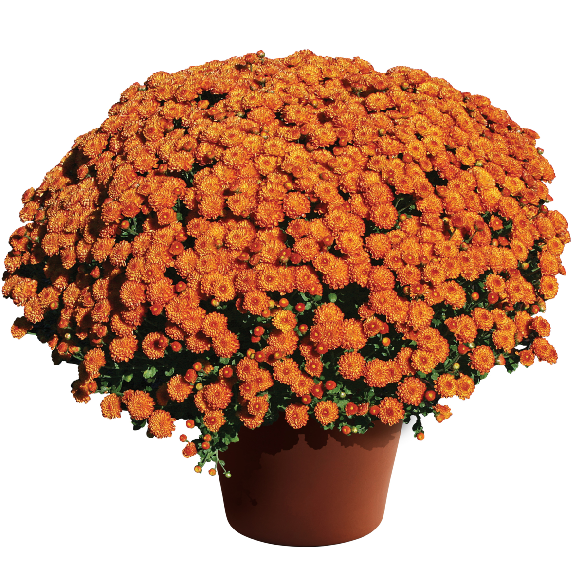 Gigi™ Orange