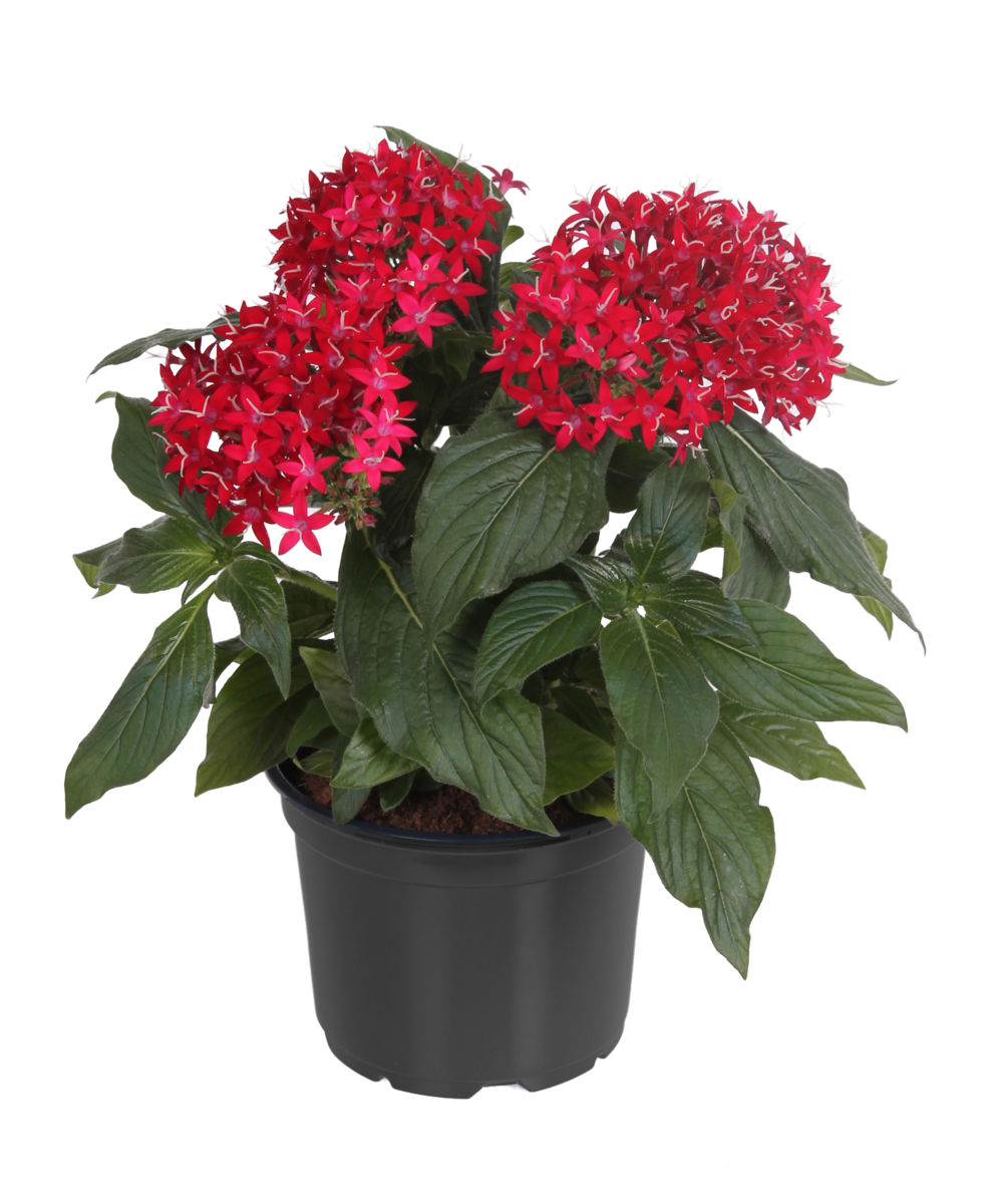 Graffiti® Red Velvet