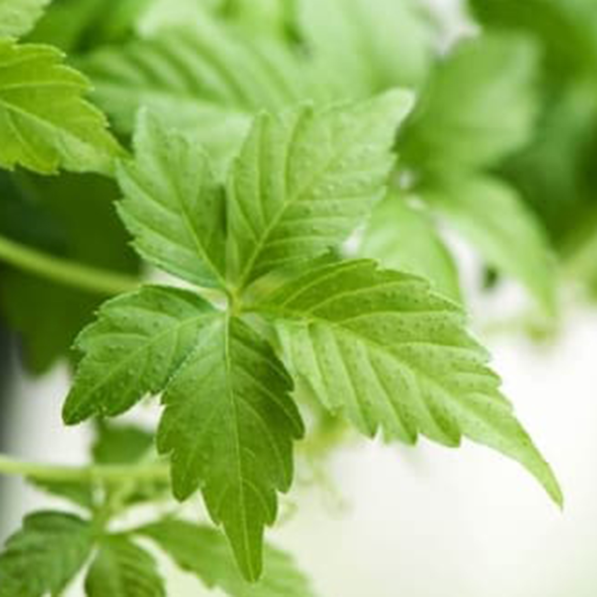 Gynostemma Jiaogulan