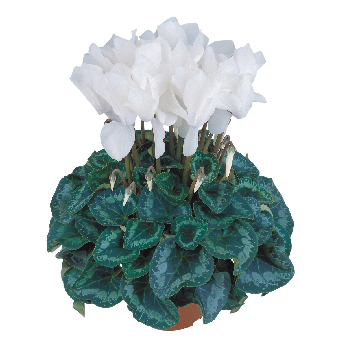 Halios® Blanc Pur 2125