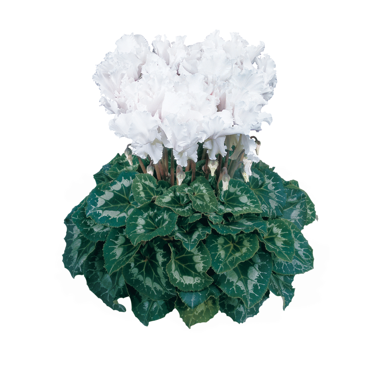 Halios® Curly Blanc 2525