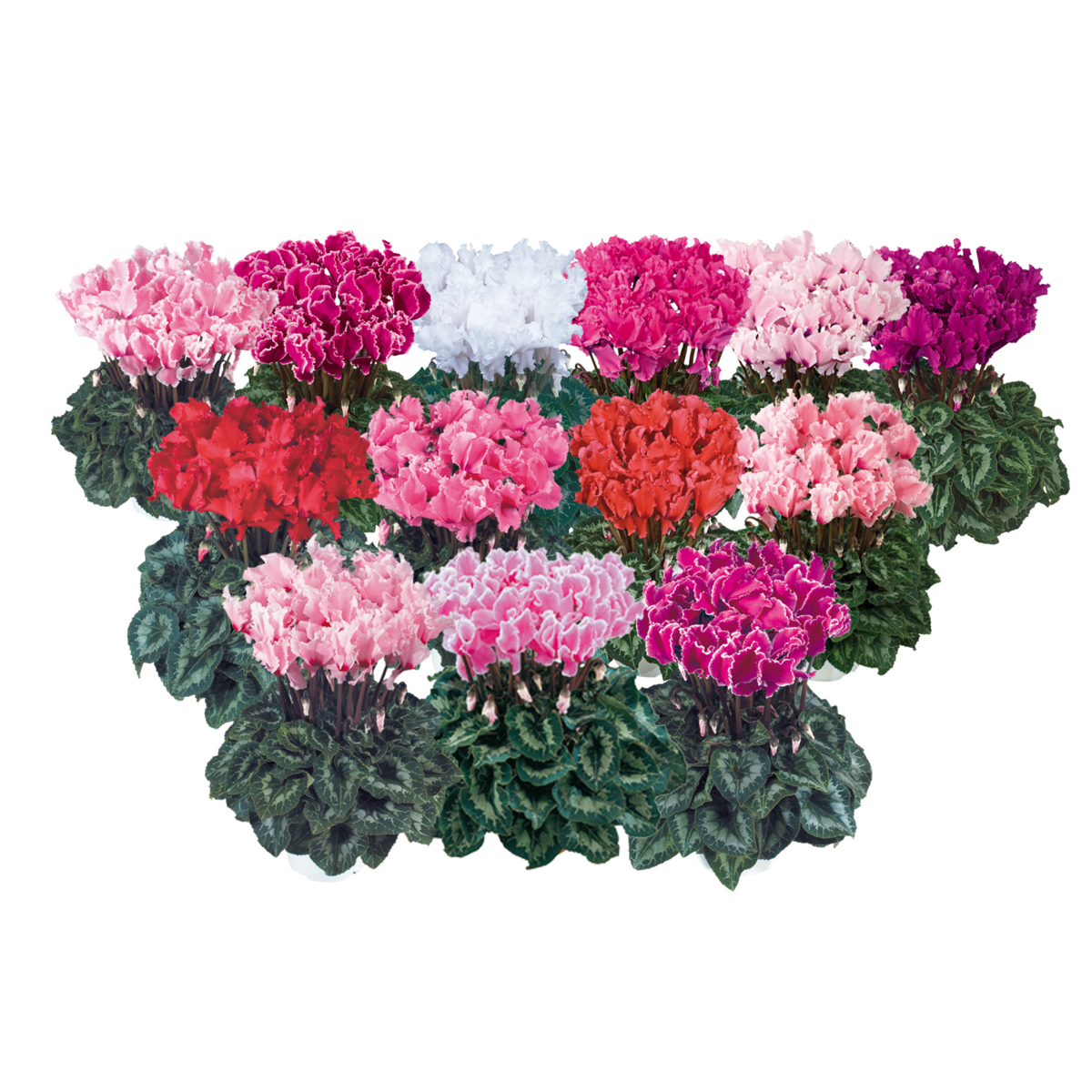 Halios® Curly Melange 2590