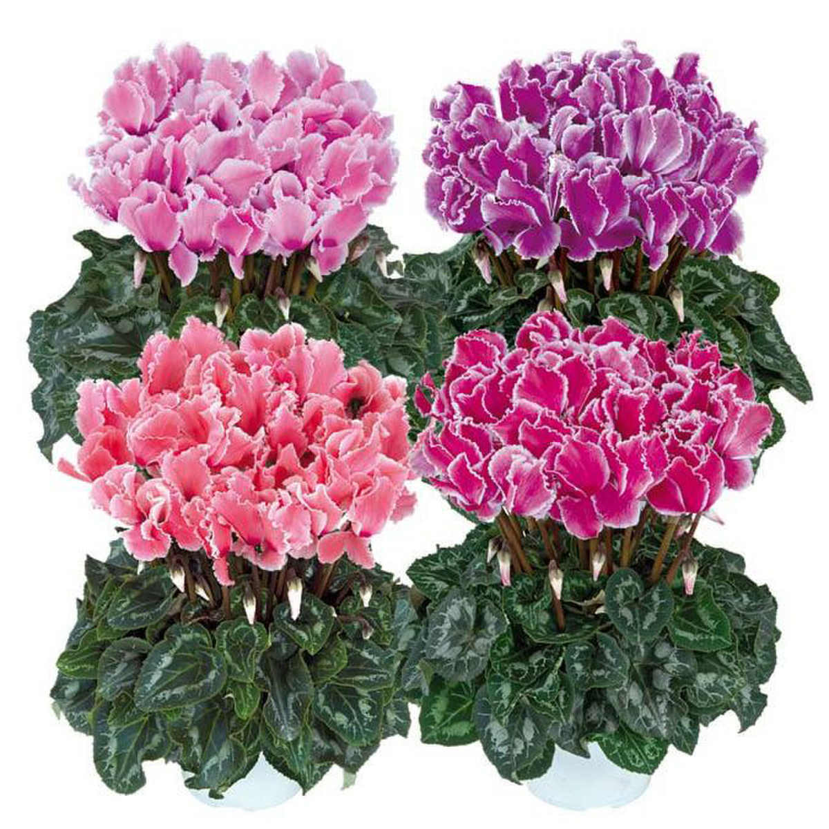 Halios® Curly Melange Flamme 2560