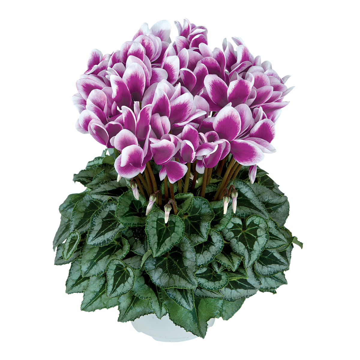 Halios® Fantasia Decora Violet Fonce 2396