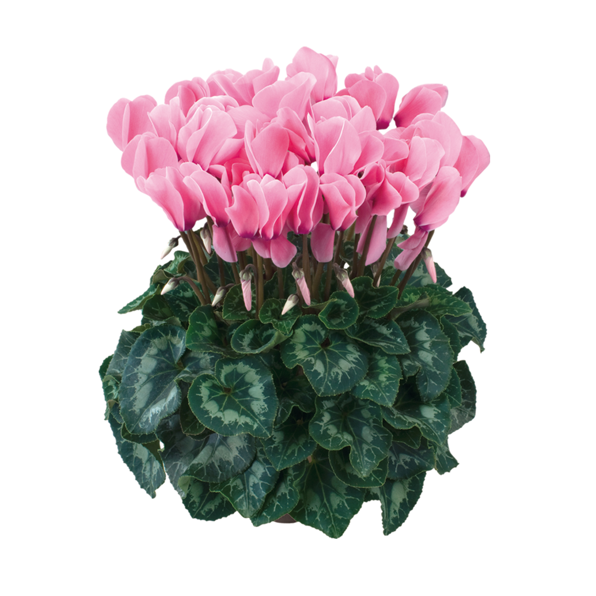 Halios® HD Fuchsia Clair 2081