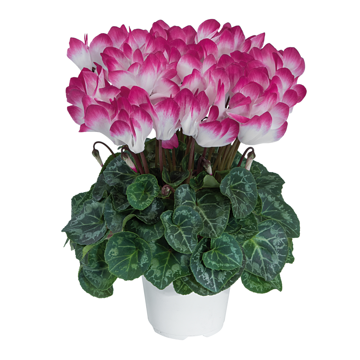Indiaka® Magenta 53105