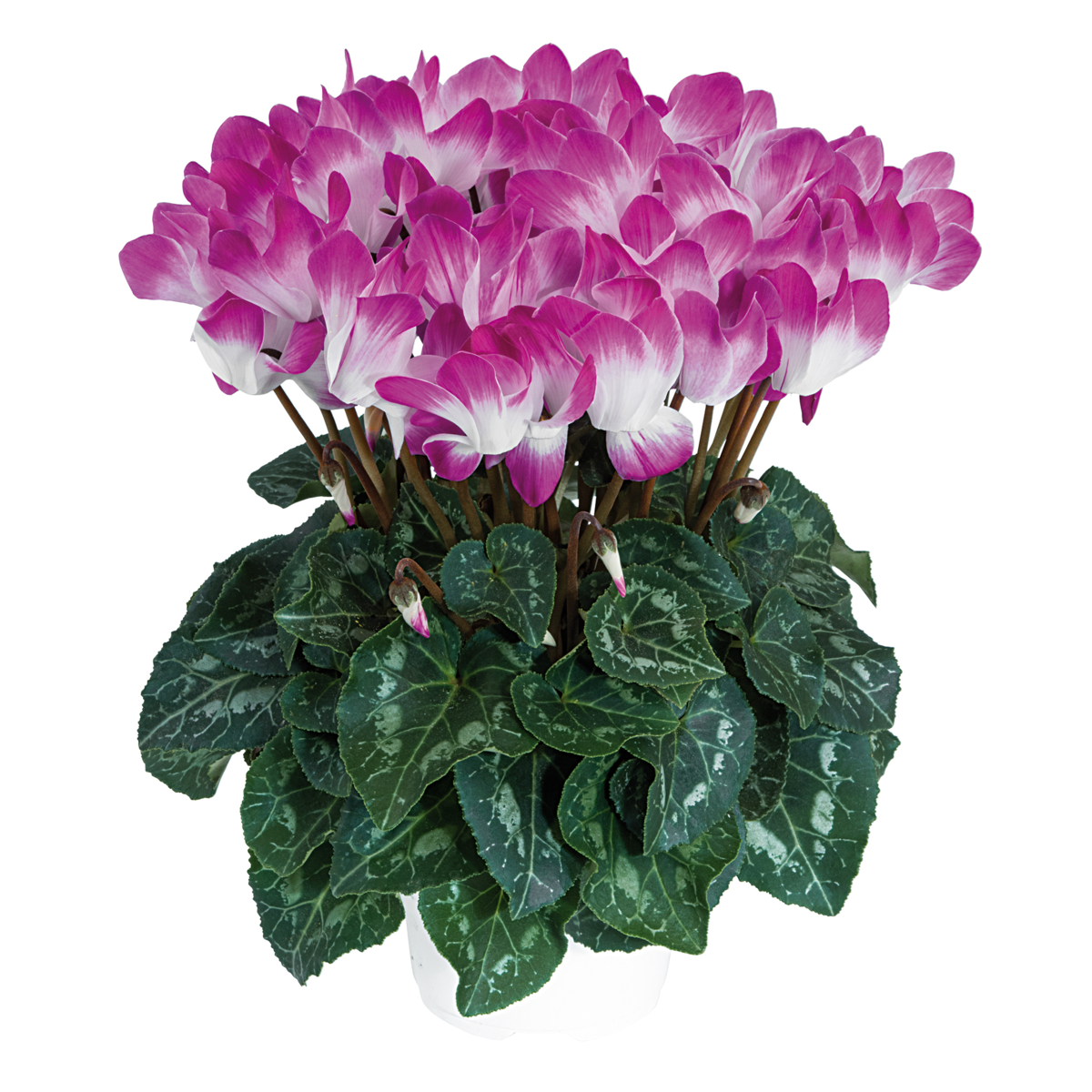 Indiaka® Violet 53090