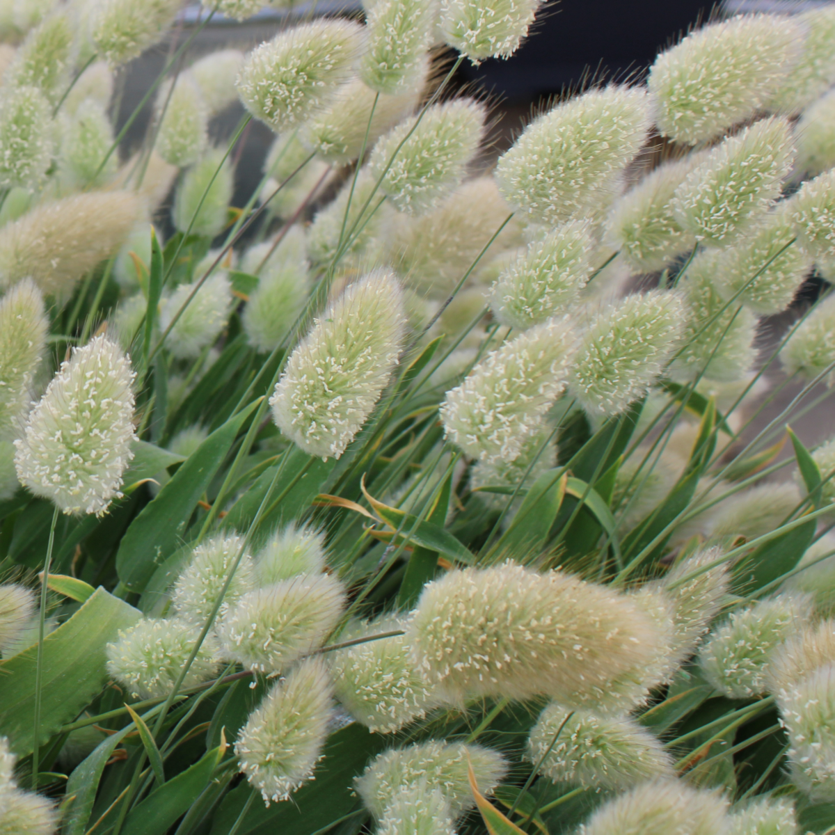 Lagarus ovatus Bunny Tails