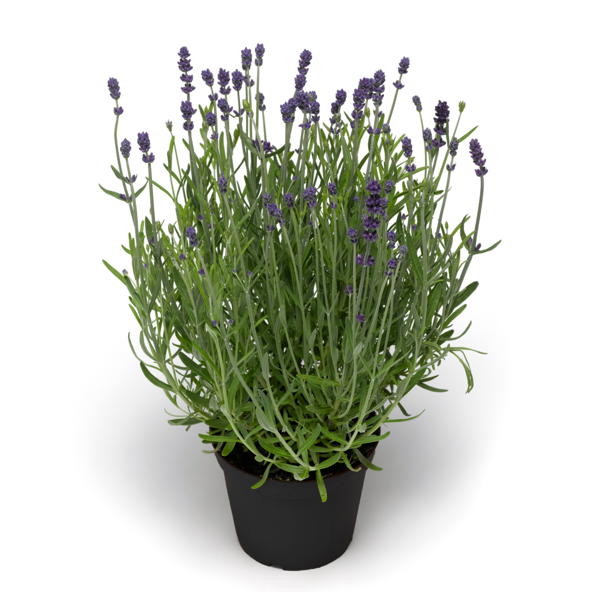 Lavandula angustifolia Blue Scent