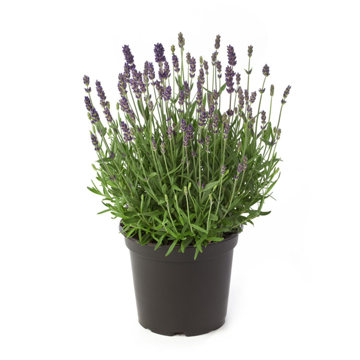 Lavandula angustifolia Hidcote Blue