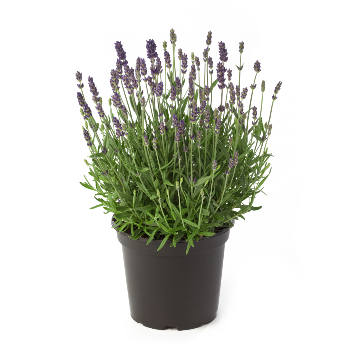 Lavandula angustifolia Hidcote Blue (Overwintered)