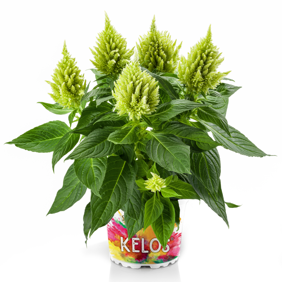 Kelos® Fire Lime