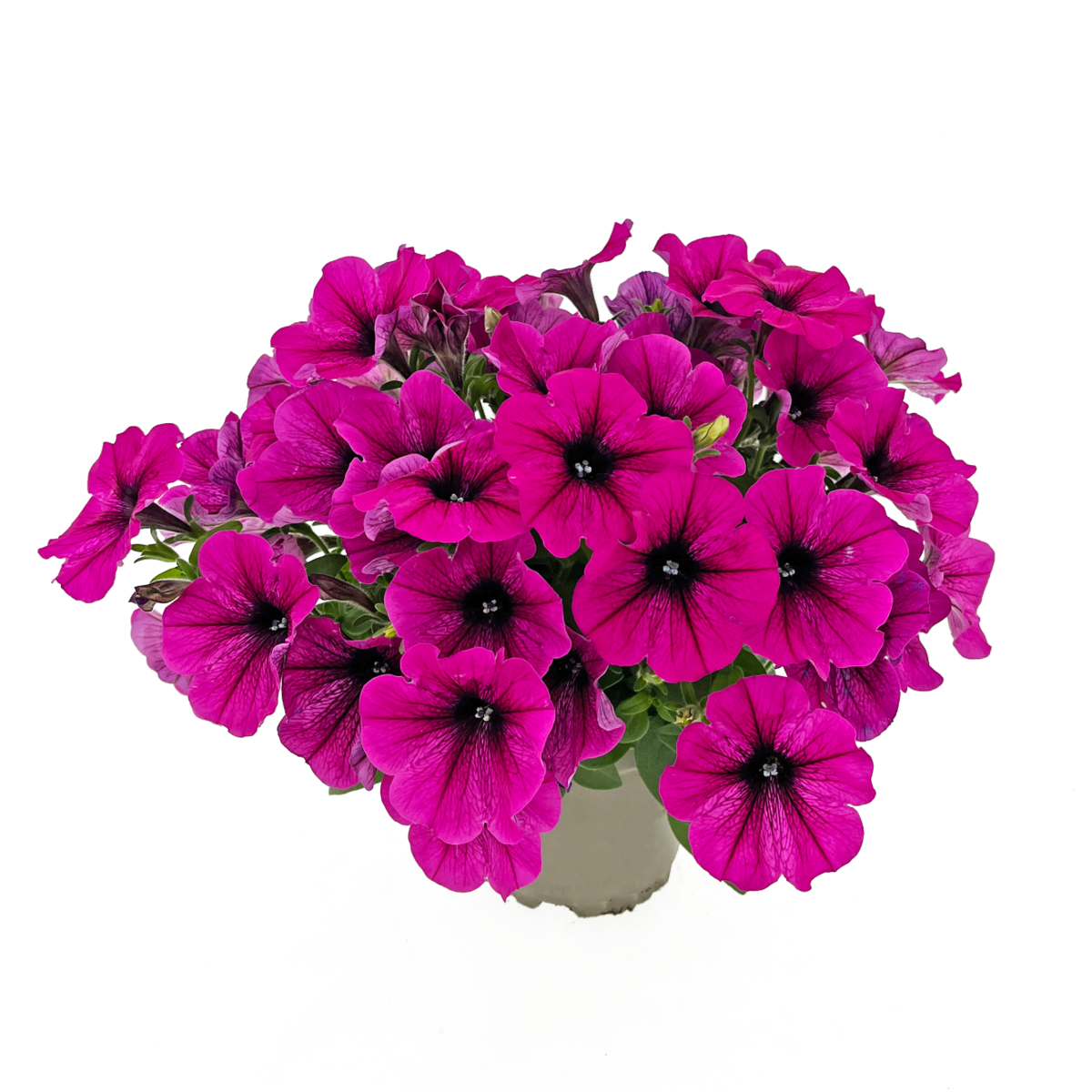 Tea upright Neon Pink (PTUP 0088)