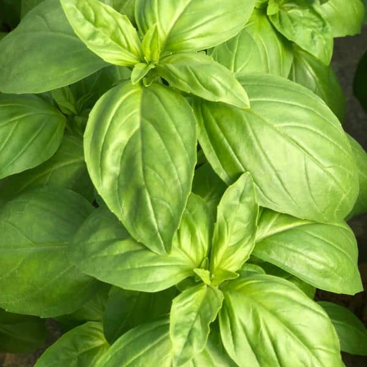 Ocimum Prospera