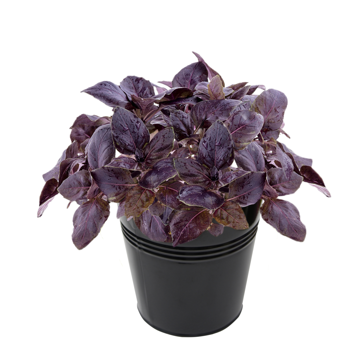 Ocimum Purple Basil