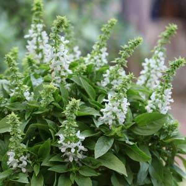 Ocimum White Basil