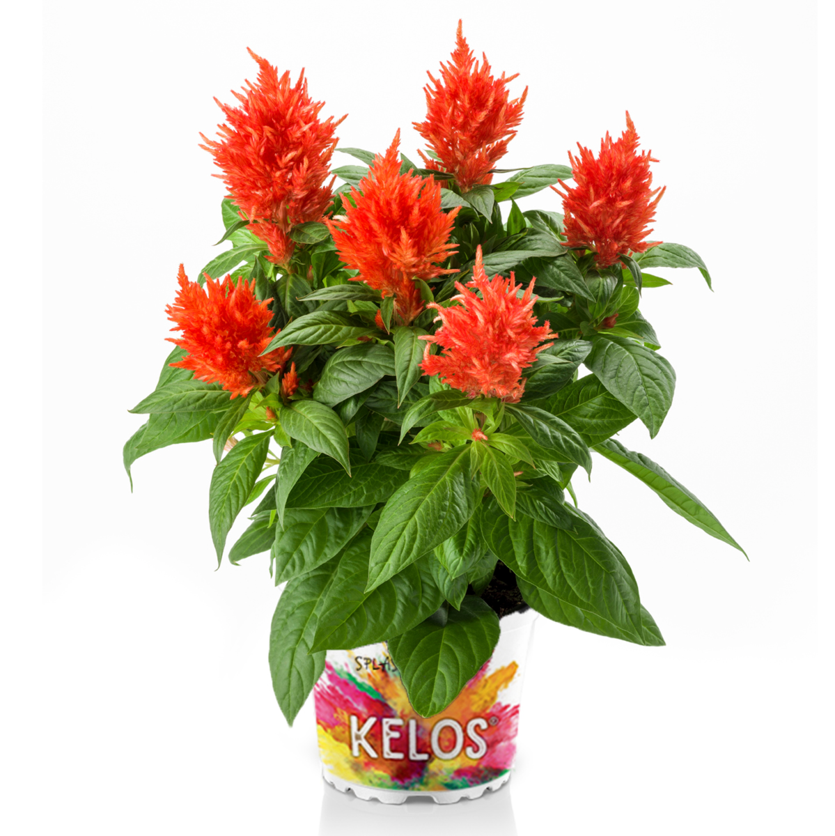 Kelos® Fire Orange