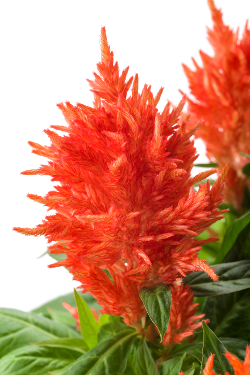 Kelos® Fire Orange