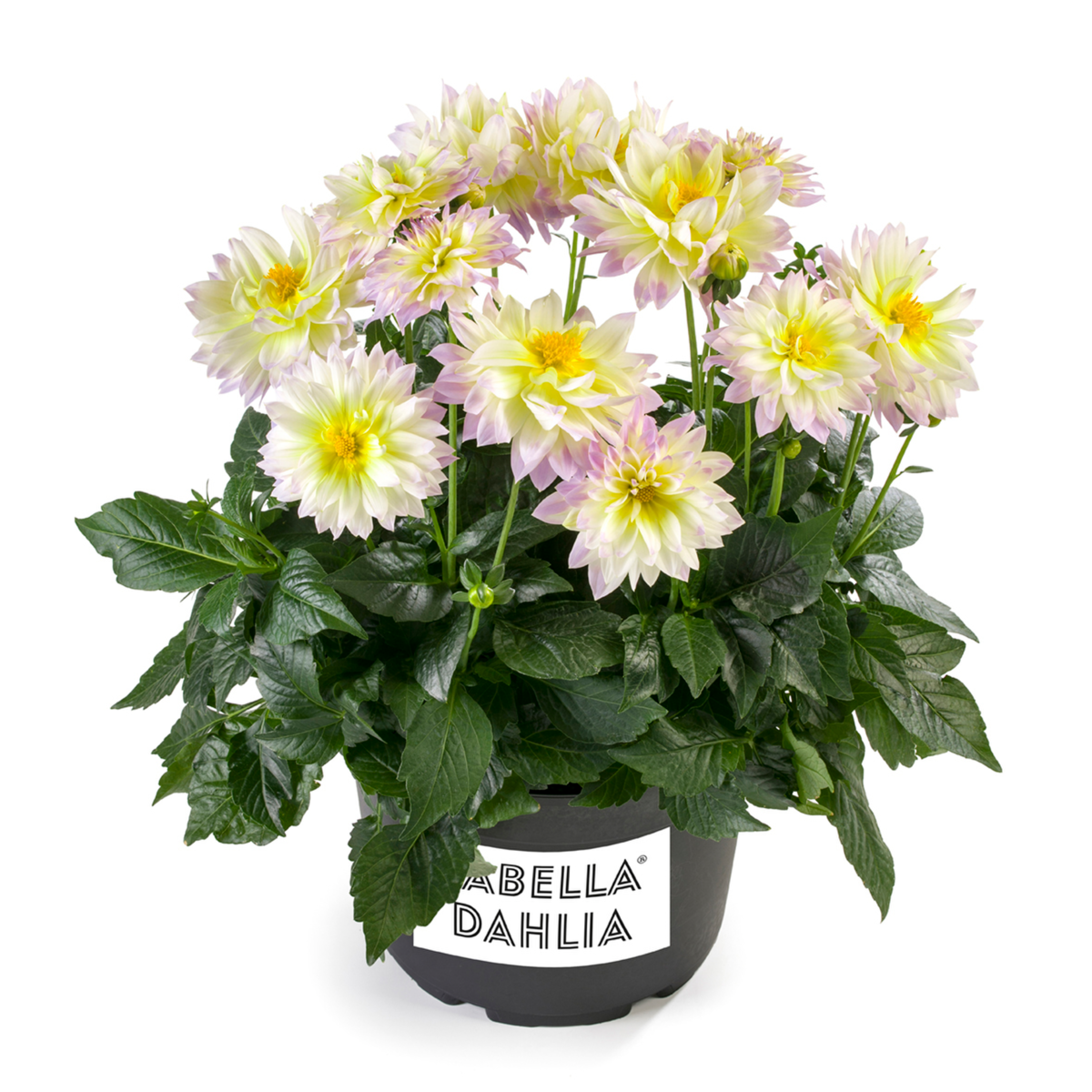 Labella® Maggiore Fun Pastel