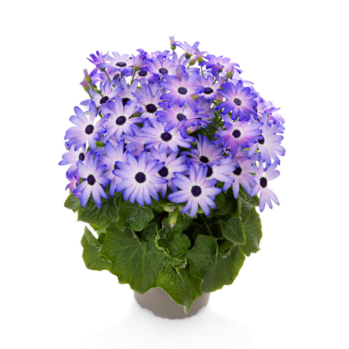 POP! Crushed Lilac (PRMD0014)