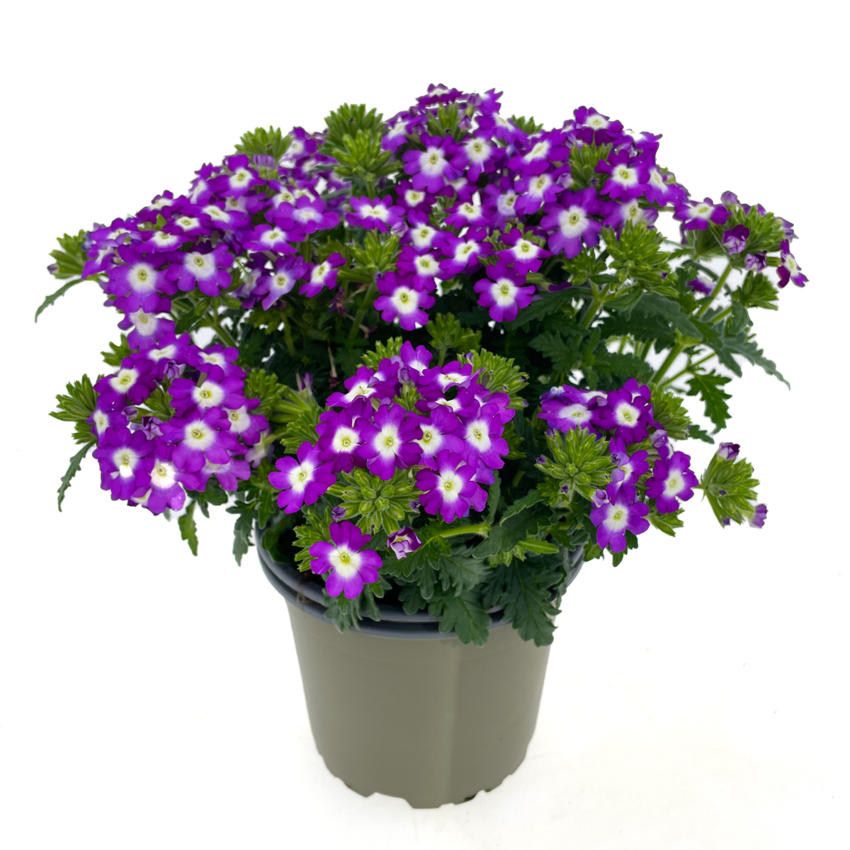 Fuerte Purple Blanco (VERB 0174)