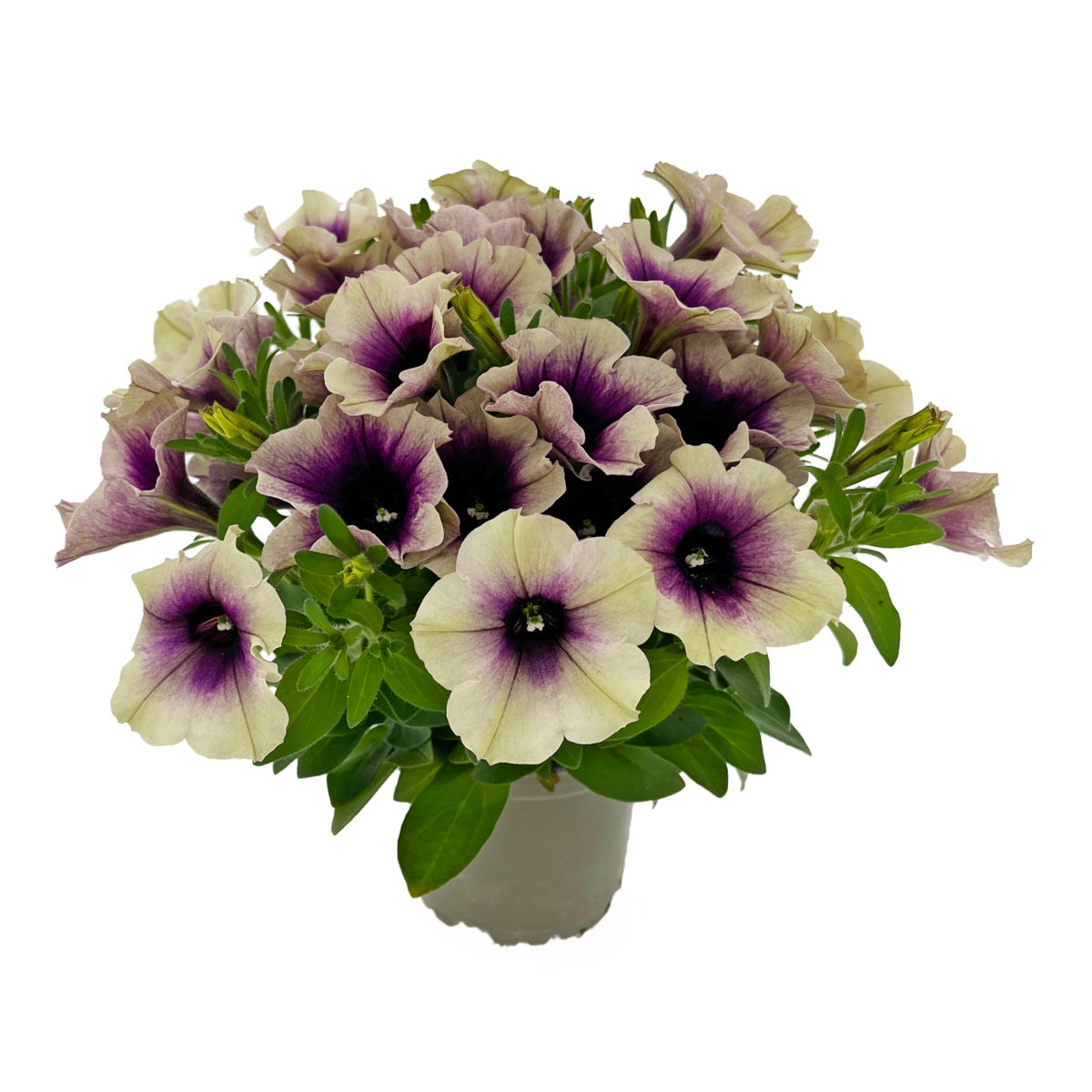 Tea upright Rosette Blend (PTUP 0076)