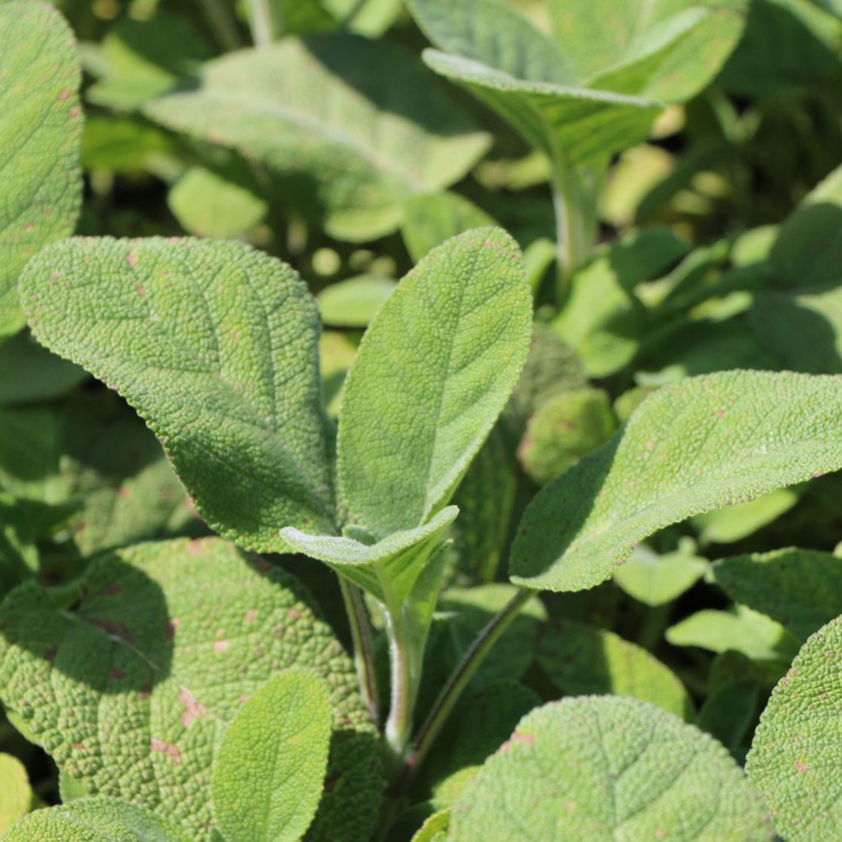 Salvia Culinaria