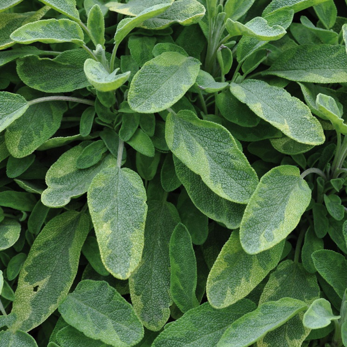 Salvia Goldblatt
