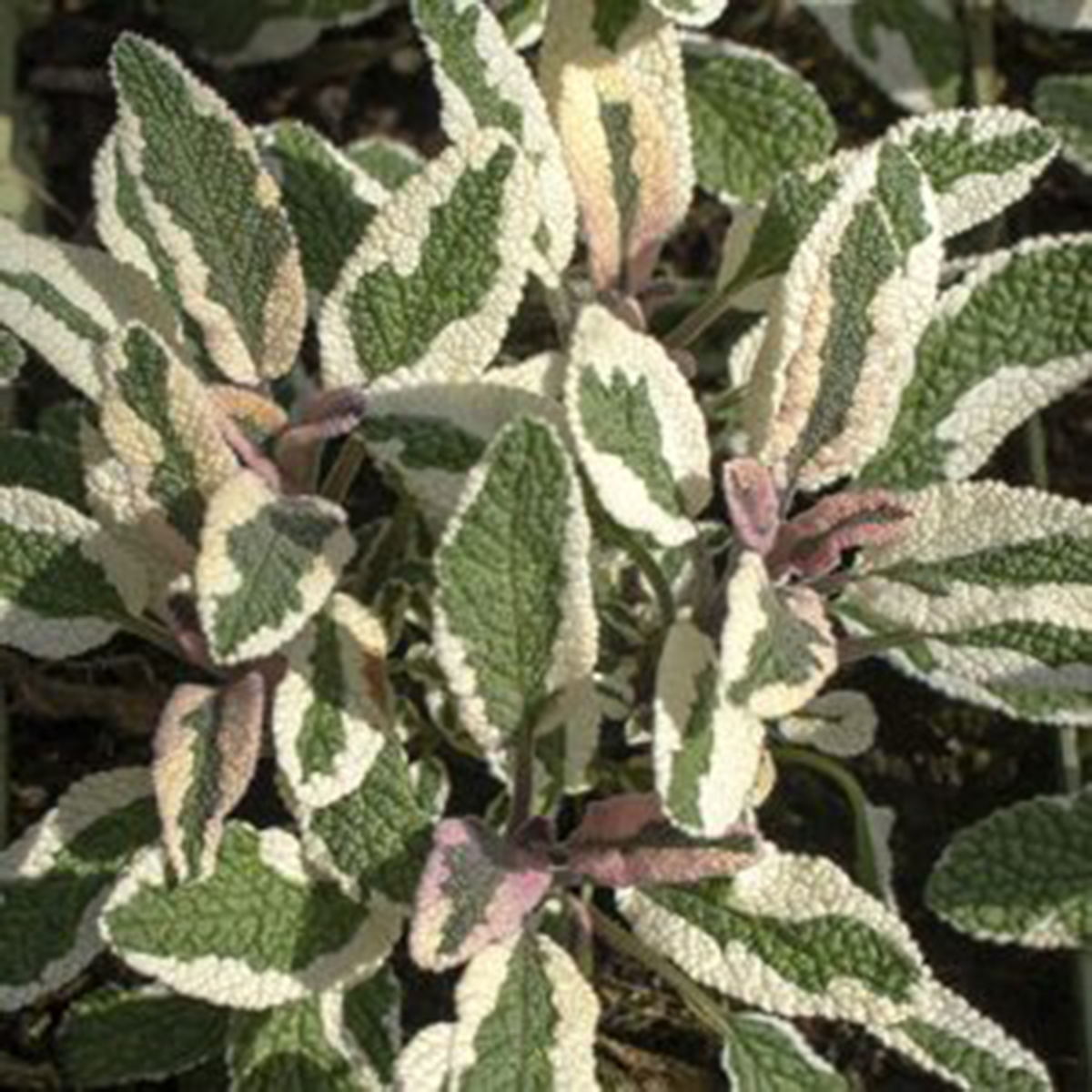 Salvia Hexenmantel