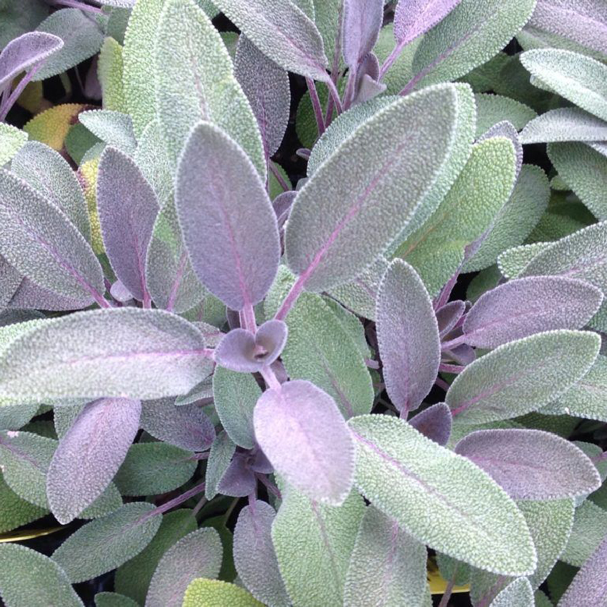 Salvia Purpurmantel