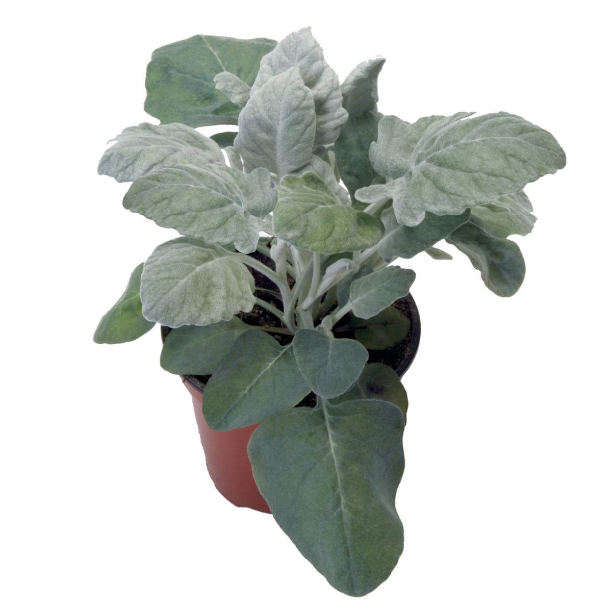 Senecio cineraria (Jacobaea maritima) New Look