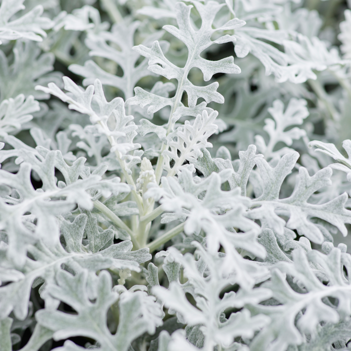 Senecio cineraria (Jacobaea maritima) Quicksilver