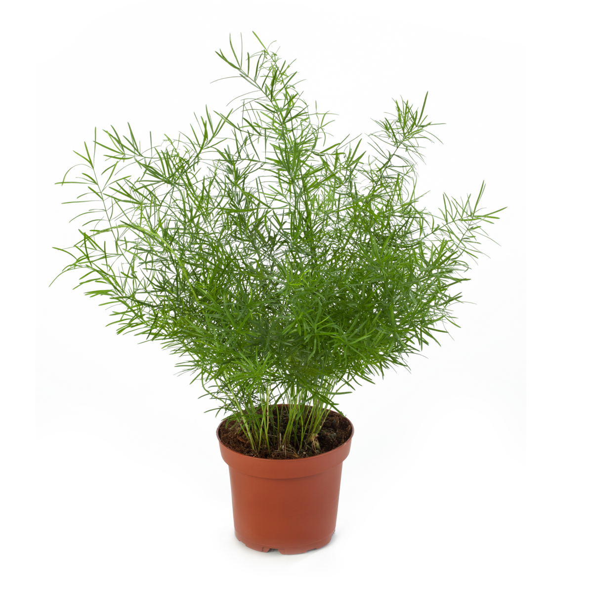 Asparagus densiflorus Sprengerii