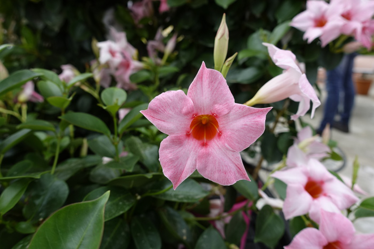 Sundaville® Cream Pink