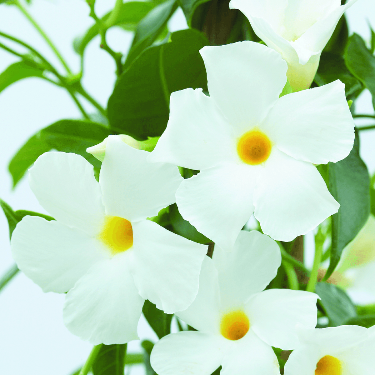 Sundaville® White Impr.